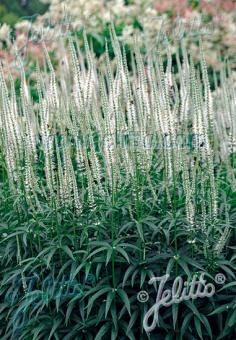 Veronicastrum (Ereprijs) virginicum